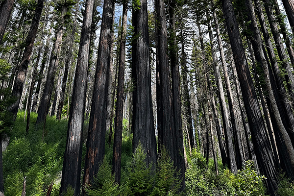 Big Basin State Park returns from the CZU fires. Burnt trees with new growth and greenery covering the forest floor.